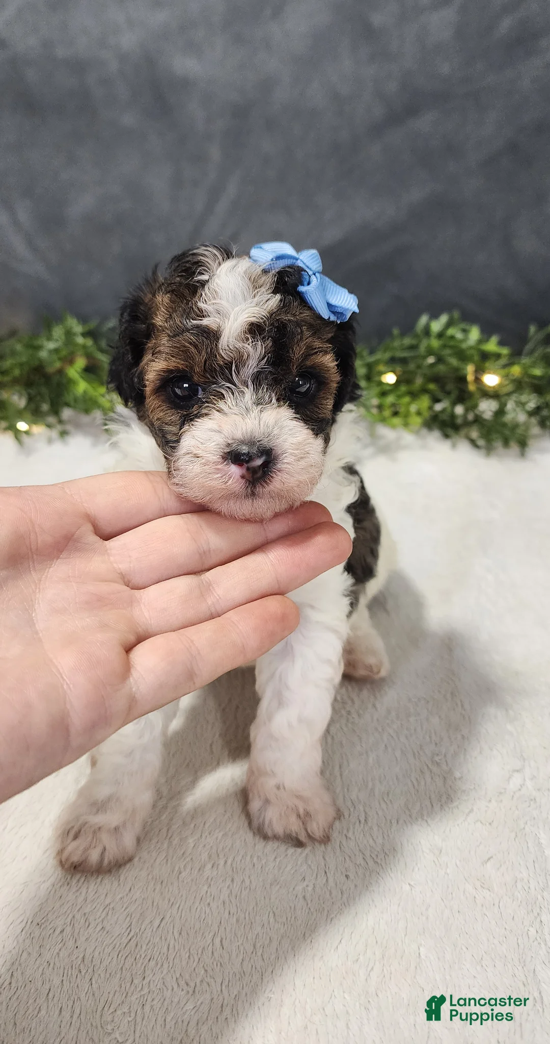 Miniature Poodle dogs for sale: Milo - Ad 5