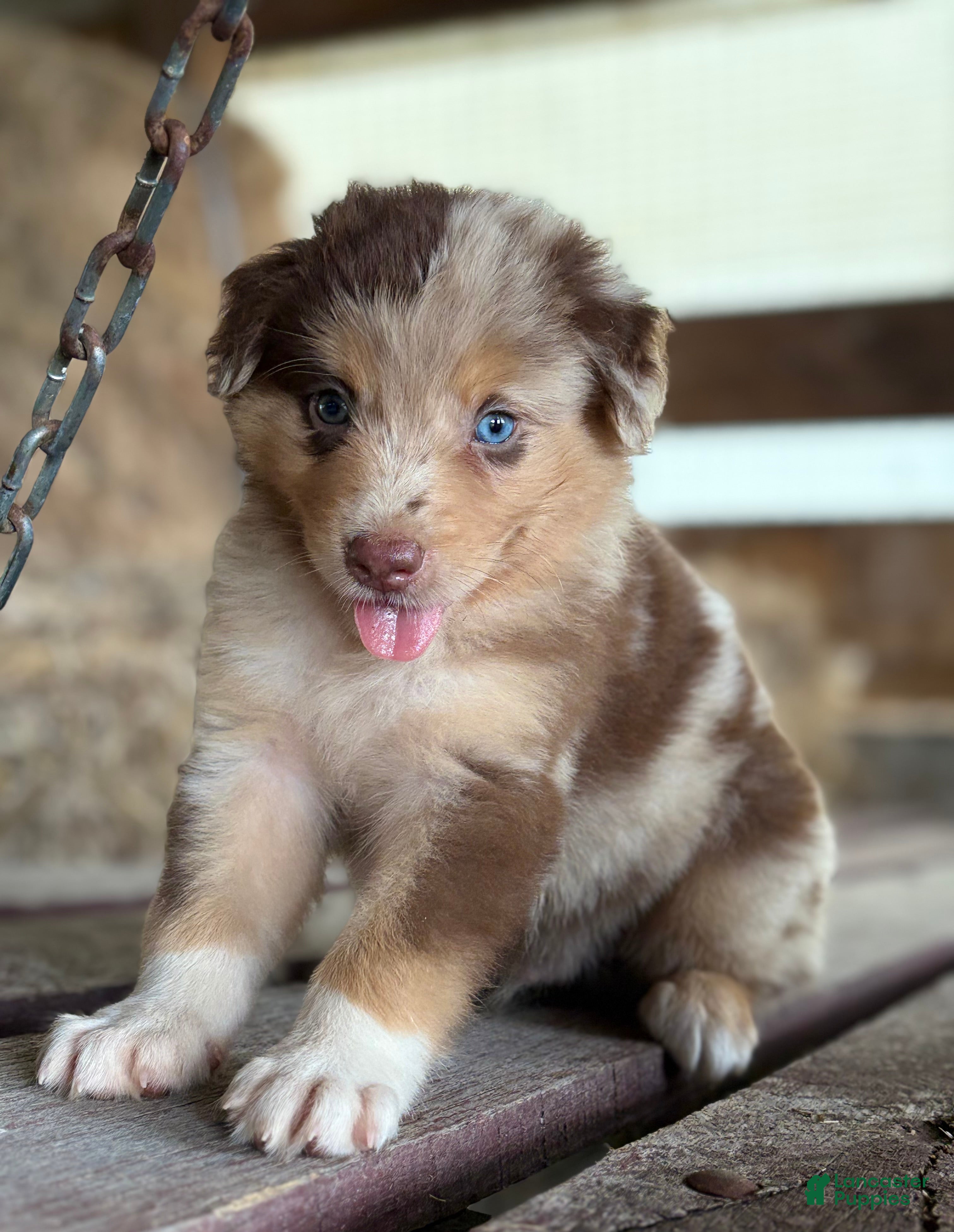 Australian Shepherd dogs Atlas - Ad 1