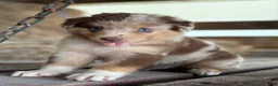 Australian Shepherd dogs for sale: Atlas - Ad 1