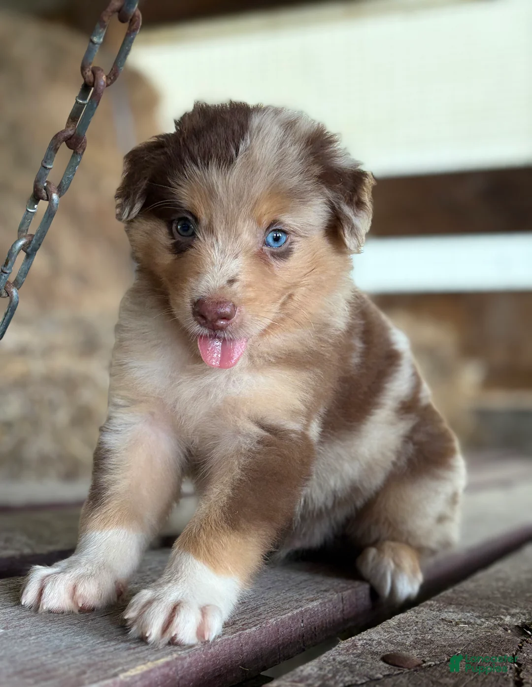 Australian Shepherd dogs for sale: Atlas - Ad 1
