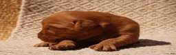 Golden Retriever dogs for sale: Daisy -AKC, Genetically Clear - Ad 98