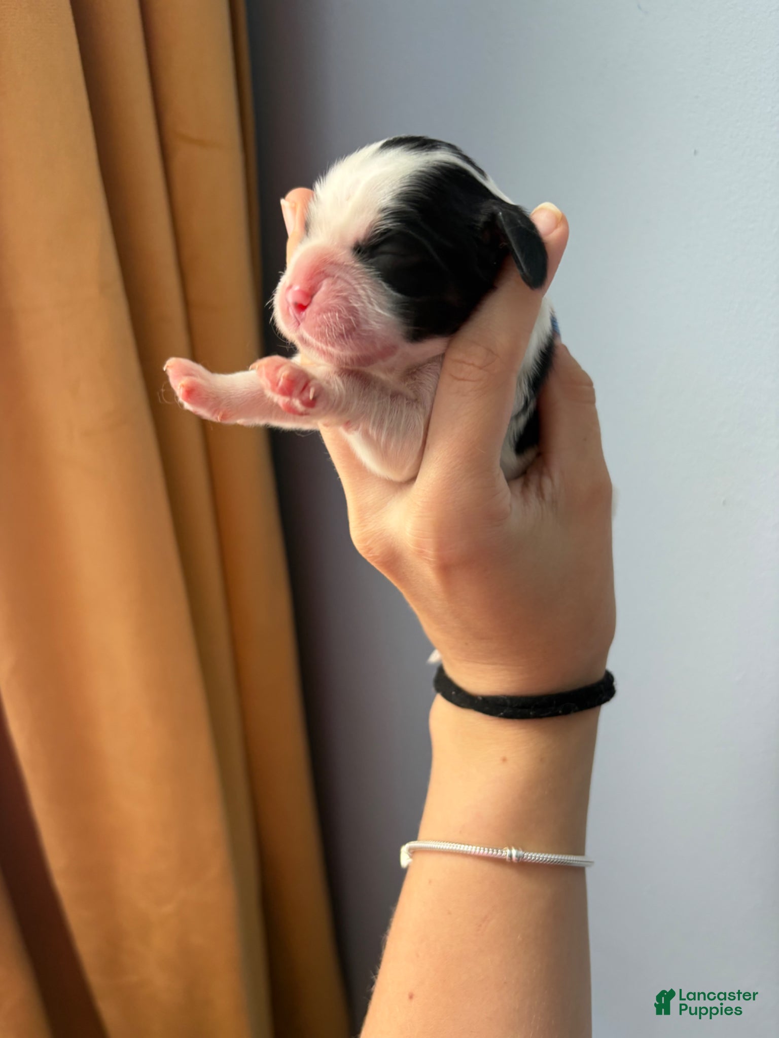 Cocker Spaniel dogs Marlee  - Ad 2