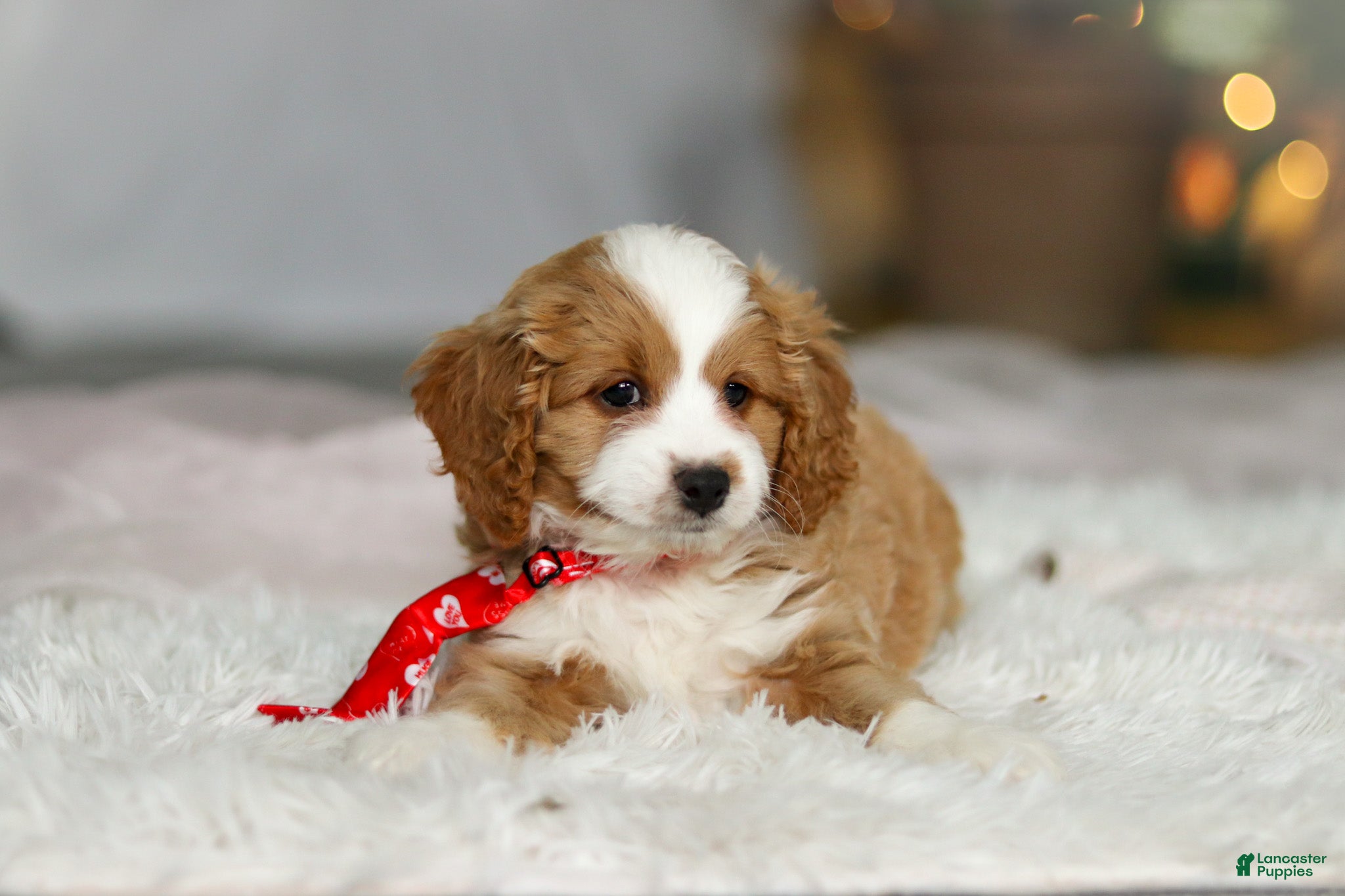 Cavapoo dogs Maverick - Ad 9