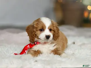Cavapoo dogs Maverick - Ad 9