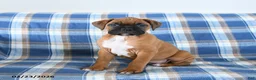 Boxer dogs for sale: Chipper - Ad 2