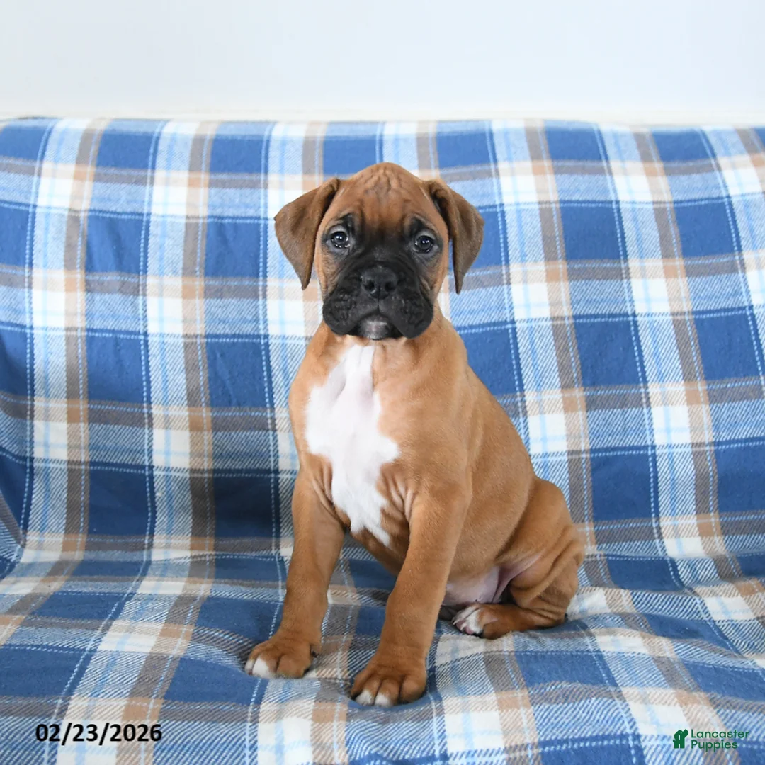 Boxer dogs for sale: Chipper - Ad 2