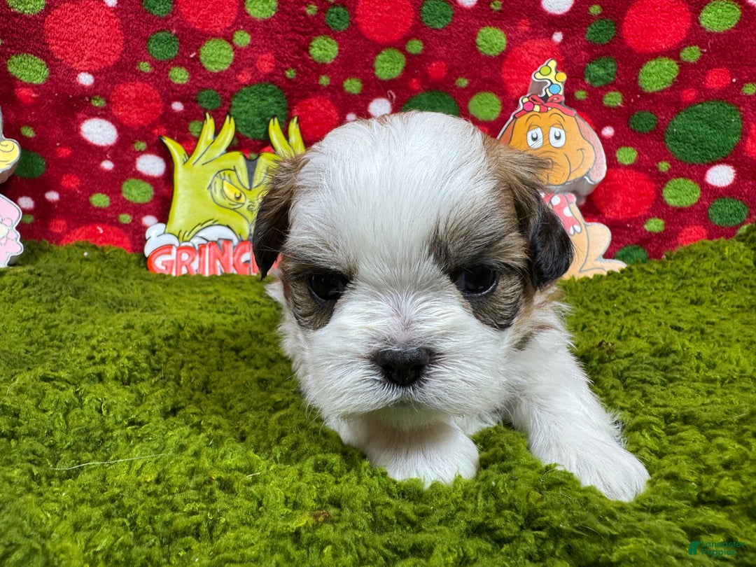 Shih Tzu dogs for sale: Shih Tzu Puppy 1 - Ad 3