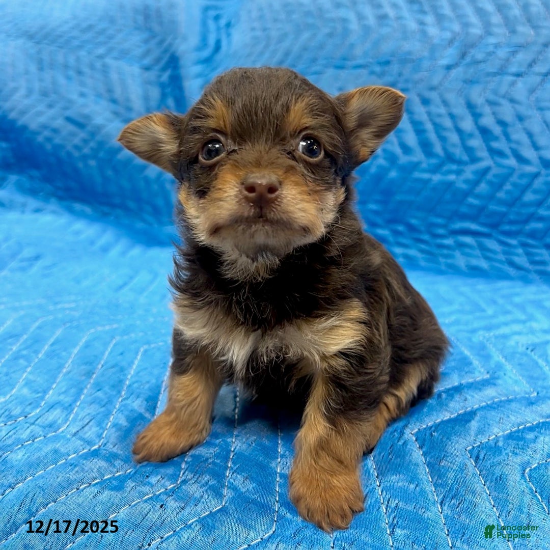 Yorkiepoo dogs for sale: Tiffany - Ad 2