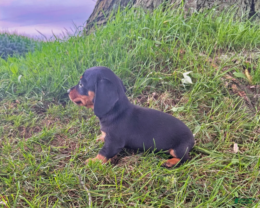 Miniature Dachshund dogs for sale: Jade - Ad 2