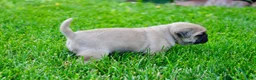 Pug dogs for sale: Ellie - Ad 3