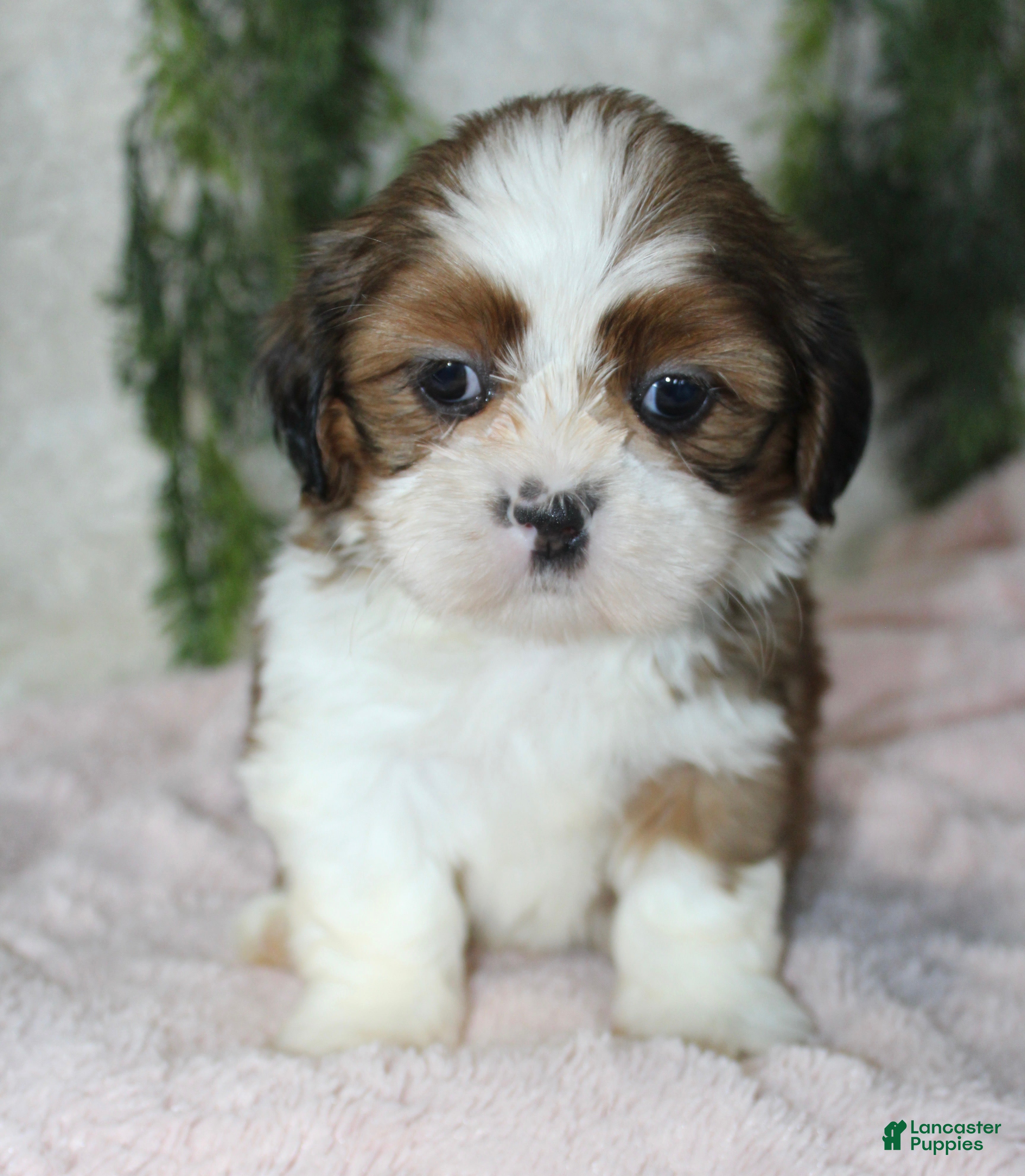 Shih Tzu dogs Shih Tzu 3 - Ad 35