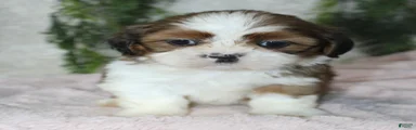 Shih Tzu 3