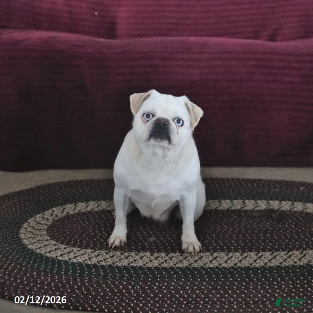 Pug dogs for sale: Jewel - Ad 3