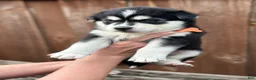 Pomsky dogs for sale: Brook - Ad 2