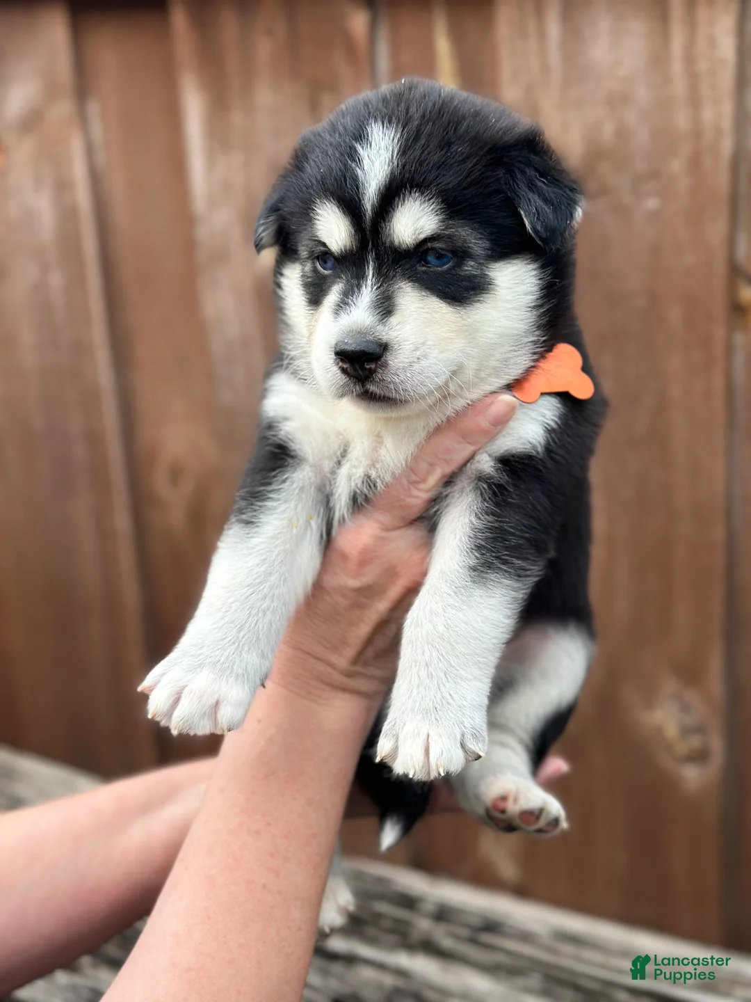 Pomsky dogs for sale: Brook - Ad 2