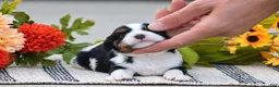 Cavalier King Charles Spaniel dogs for sale: Rosalie - Ad 3