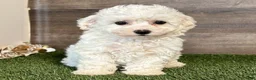 Bichon Frise dogs for sale: Bichon Frise 1 - Ad 1