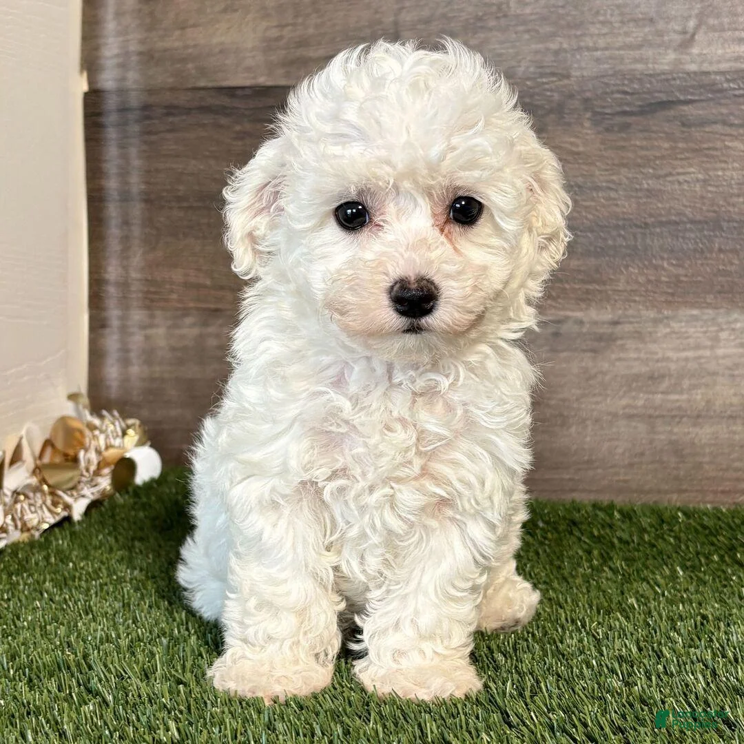 Bichon Frise dogs for sale: Bichon Frise 1 - Ad 1