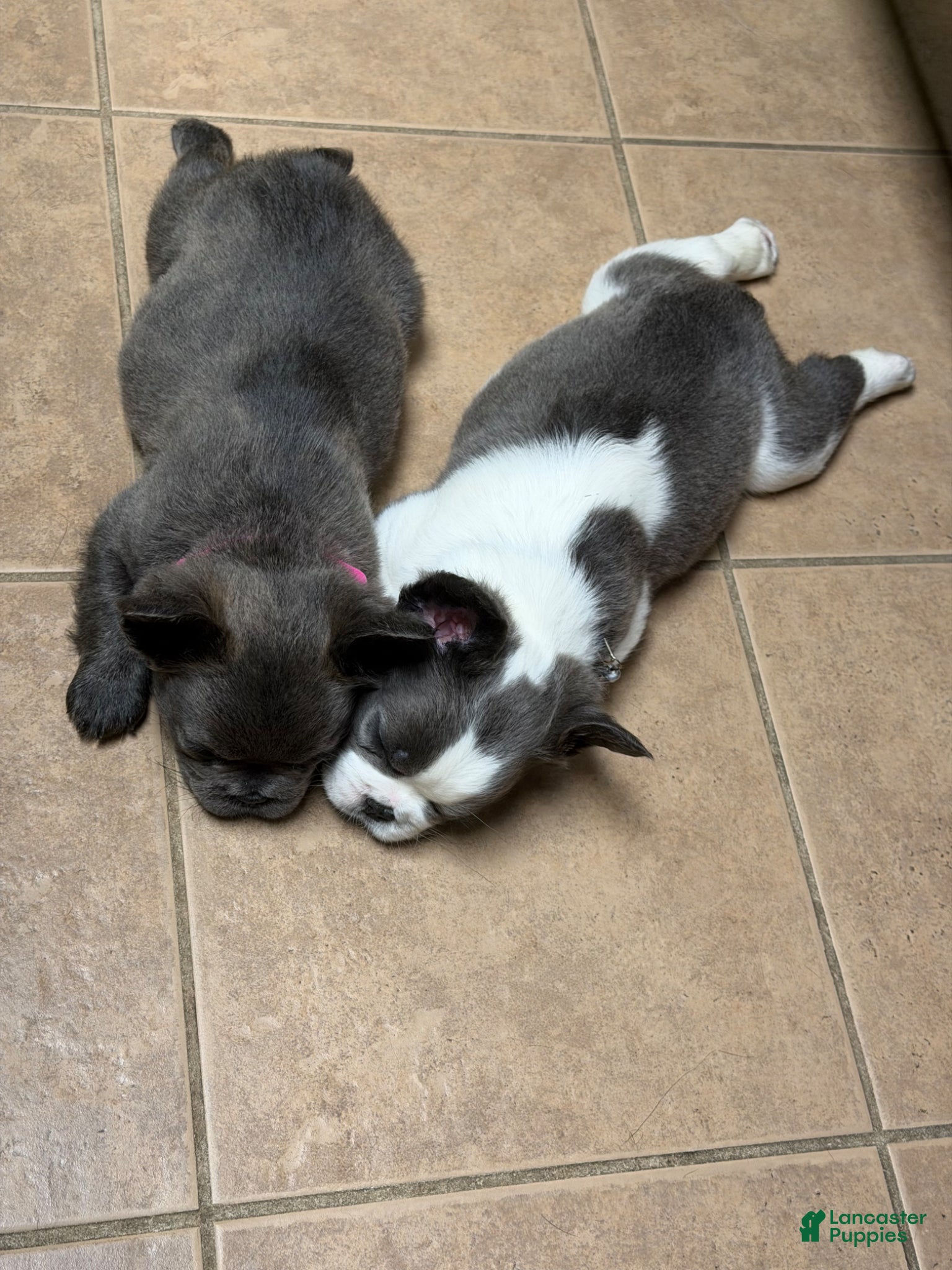 French Bulldog dogs for sale: April - Ad 6