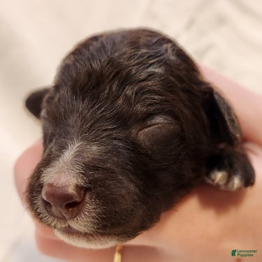 Mini Aussiedoodle dogs for sale: Pluto_Male Red Tuxedo - Ad 10
