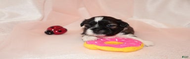 Shih Tzu Puppy 5