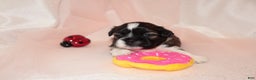 Shih Tzu dogs for sale: Shih Tzu Puppy 5 - Ad 1