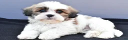 Teddy Bear dogs for sale: Tyler - Ad 9