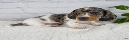Miniature Dachshund dogs for sale: Hans - Ad 7