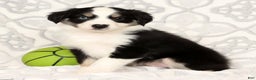 Miniature Australian Shepherd dogs for sale: Jenny - Ad 2