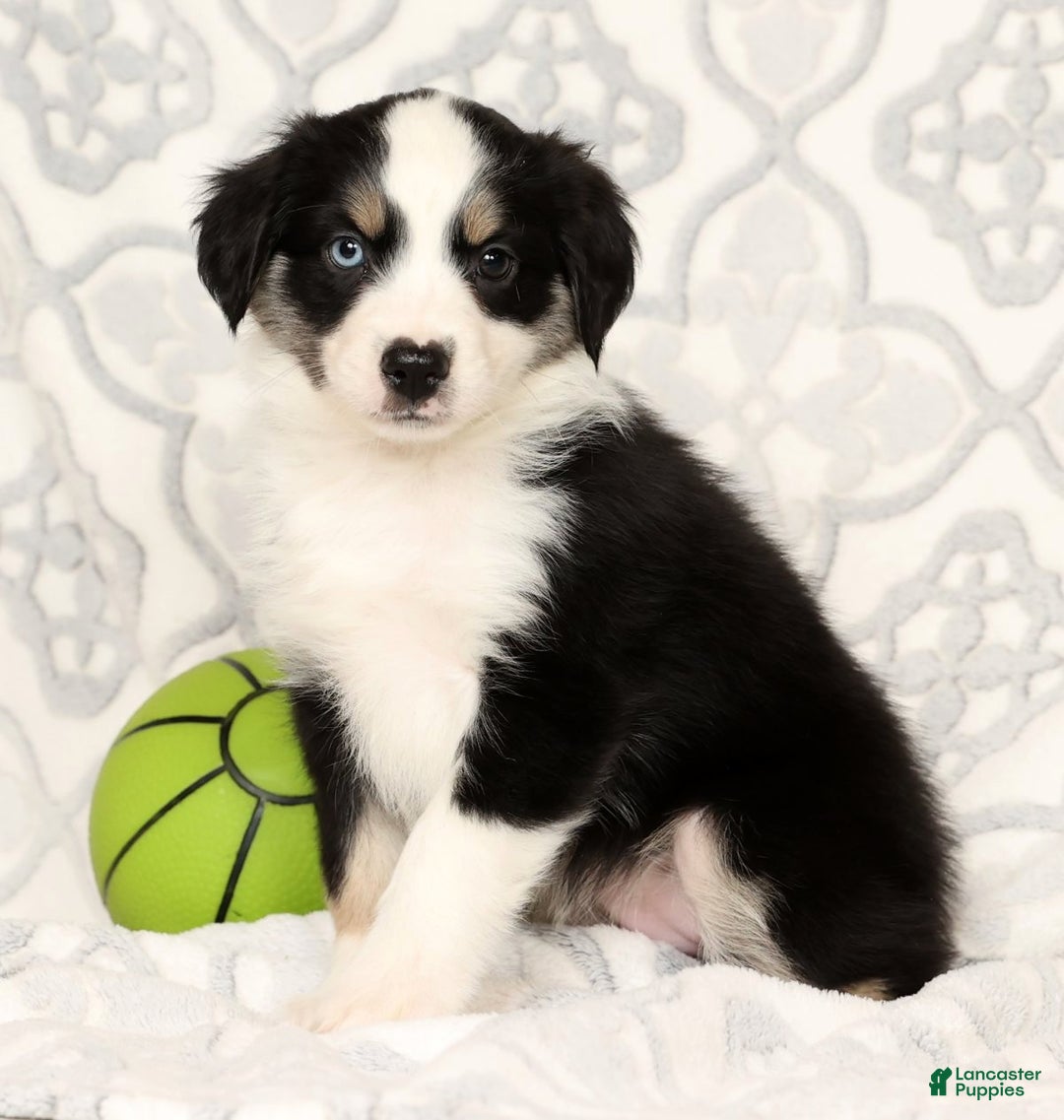 Miniature Australian Shepherd dogs for sale: Jenny - Ad 2