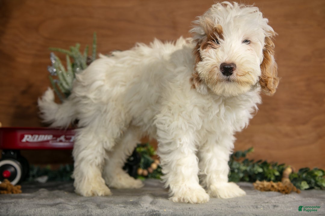 Mini Goldendoodle dogs for sale: Hayes - Ad 1