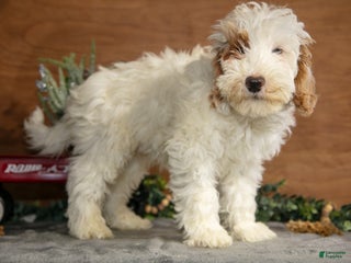Mini Goldendoodle dogs Hayes - Ad 32