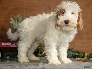 Mini Goldendoodle dogs Hayes - Ad 15