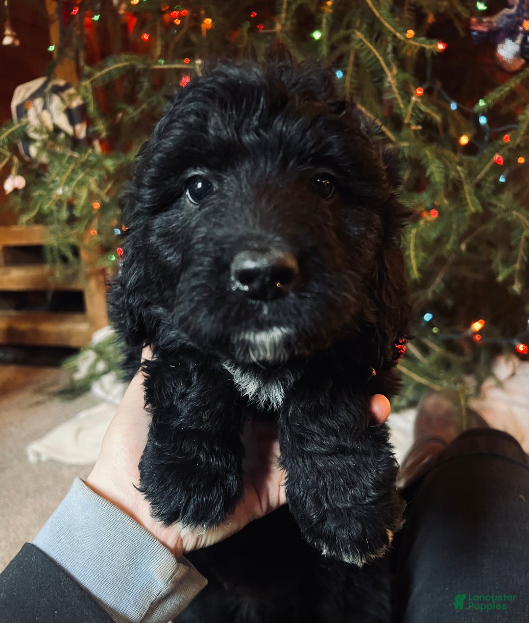 Mixed Breed dogs for sale: Eskimo - Ad 2