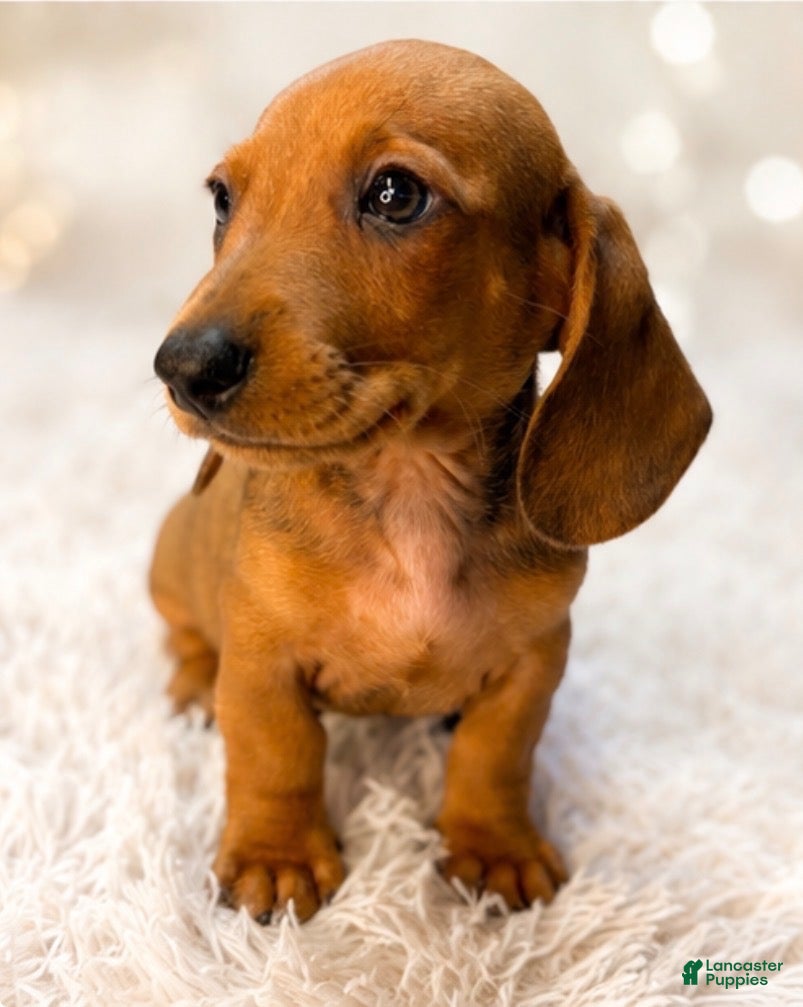 Miniature Dachshund dogs Javier   2.2lbs on 6/30 - Ad 2