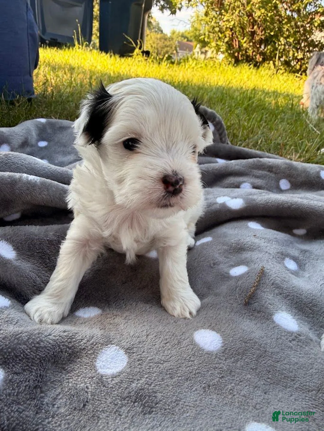 Malshi dogs for sale: Jasper - Ad 2