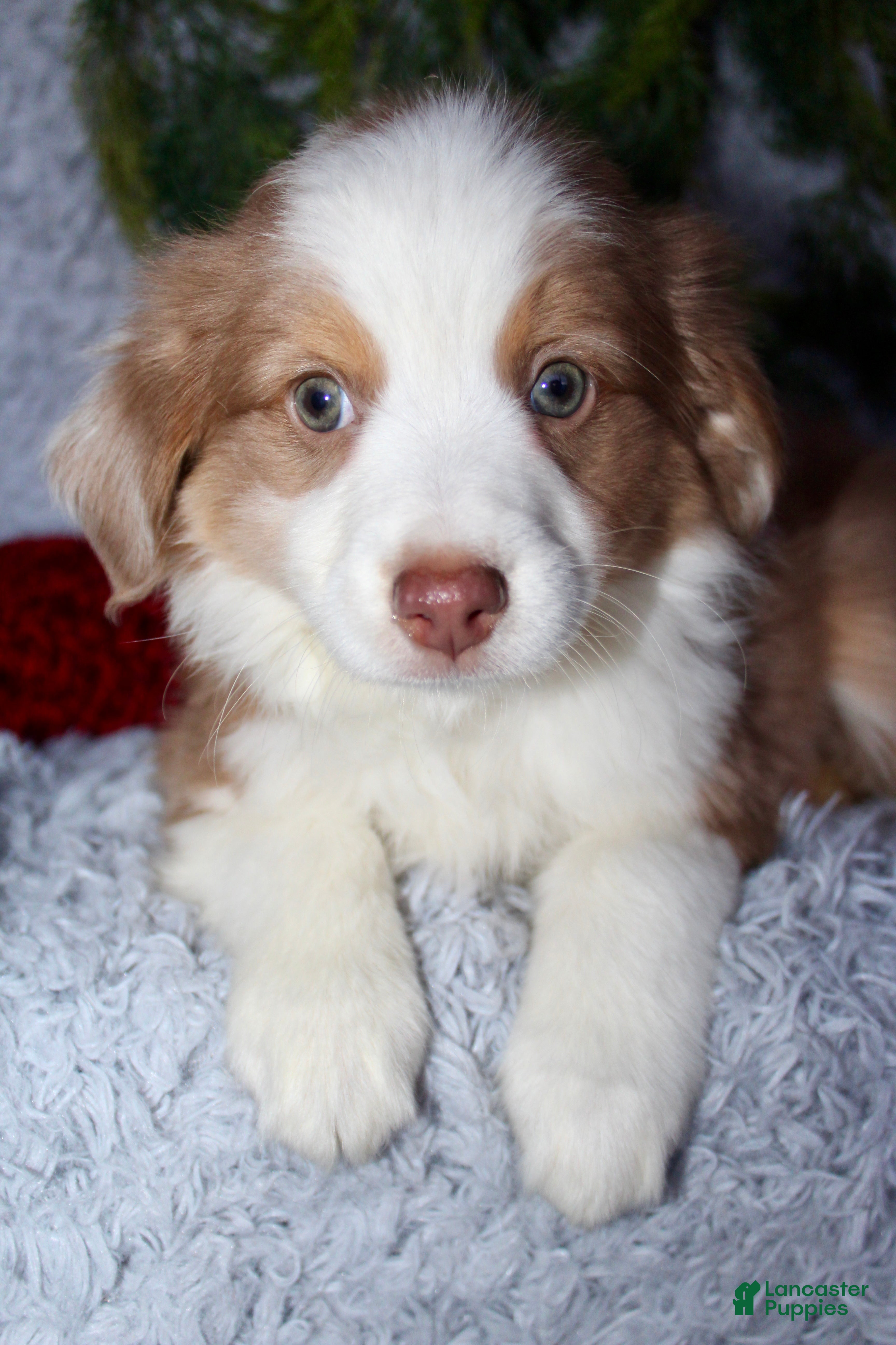 Miniature Australian Shepherd dogs Jimmy - Ad 2