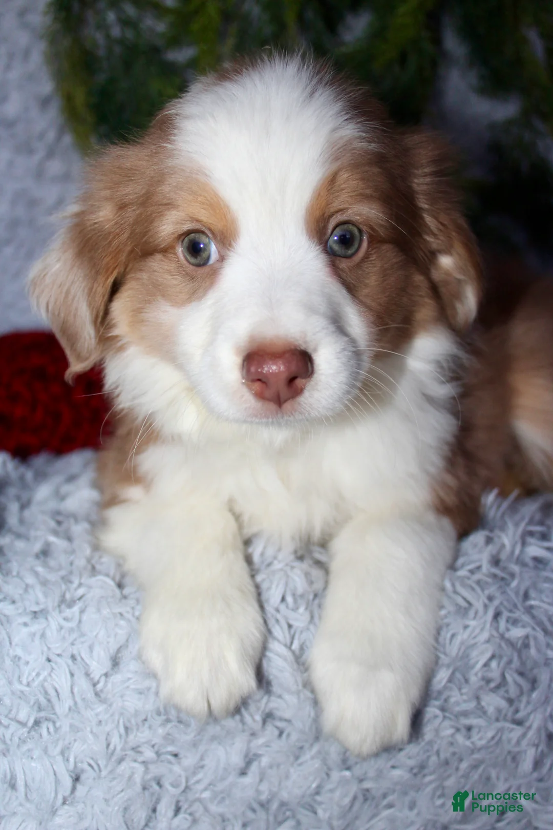 Miniature Australian Shepherd dogs for sale: Jimmy - Ad 2