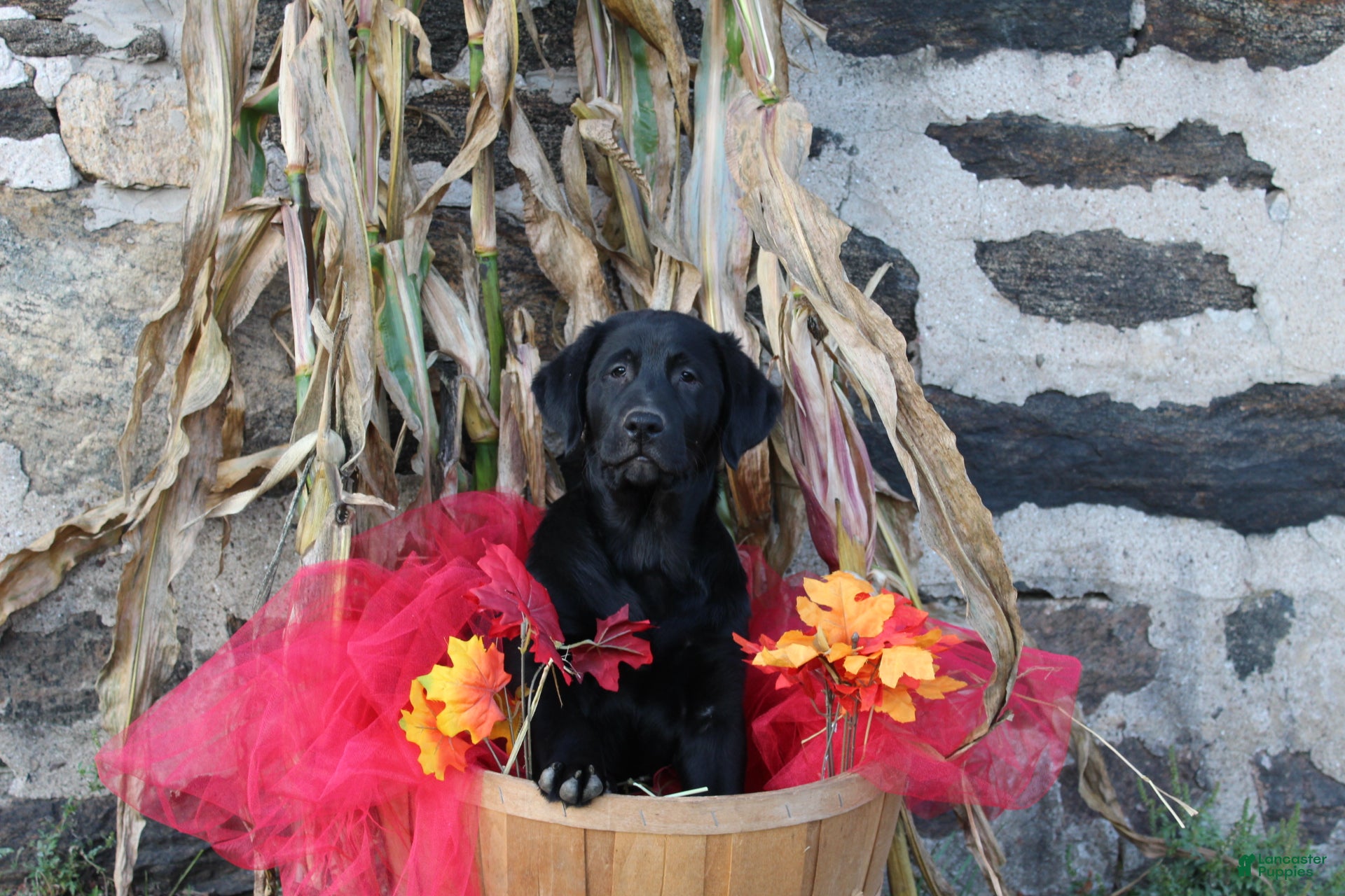 Goldador dogs Cherokee - Ad 1
