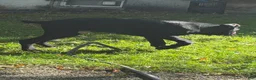 Cane Corso dogs for sale: Cane Corso 11 - Ad 5