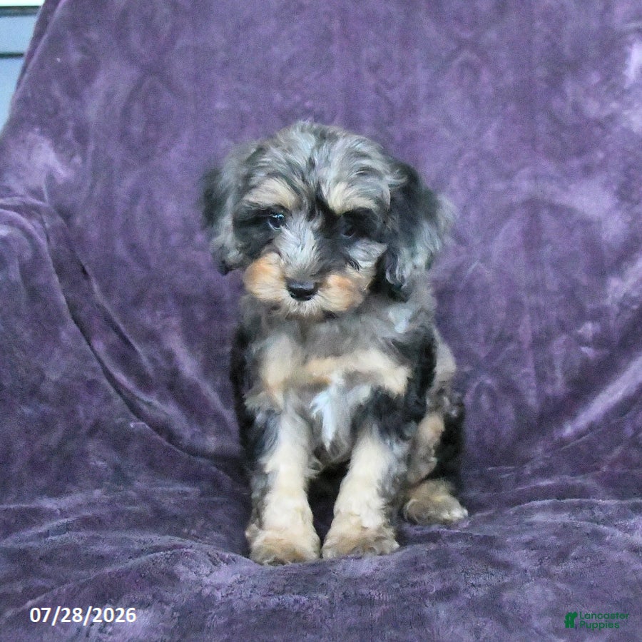 Cockapoo dogs Roscoe  - Ad 1