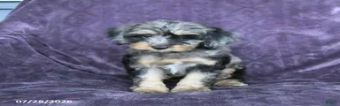 Roscoe 