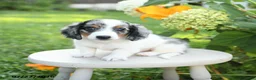 Miniature Dachshund dogs for sale: Parker - Ad 1