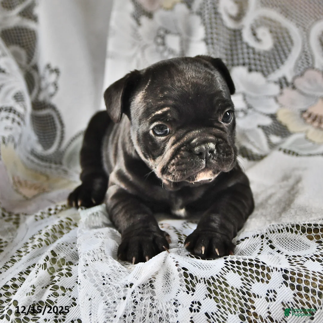 French Bulldog dogs for sale: Hershey - Ad 7