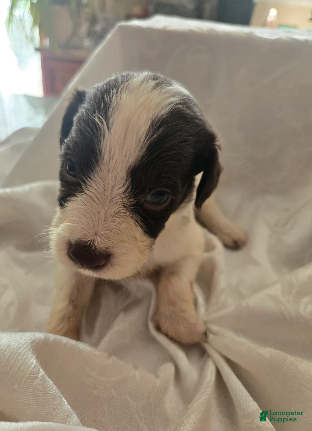 English Springer Spaniel dogs for sale: Gauge - Ad 2