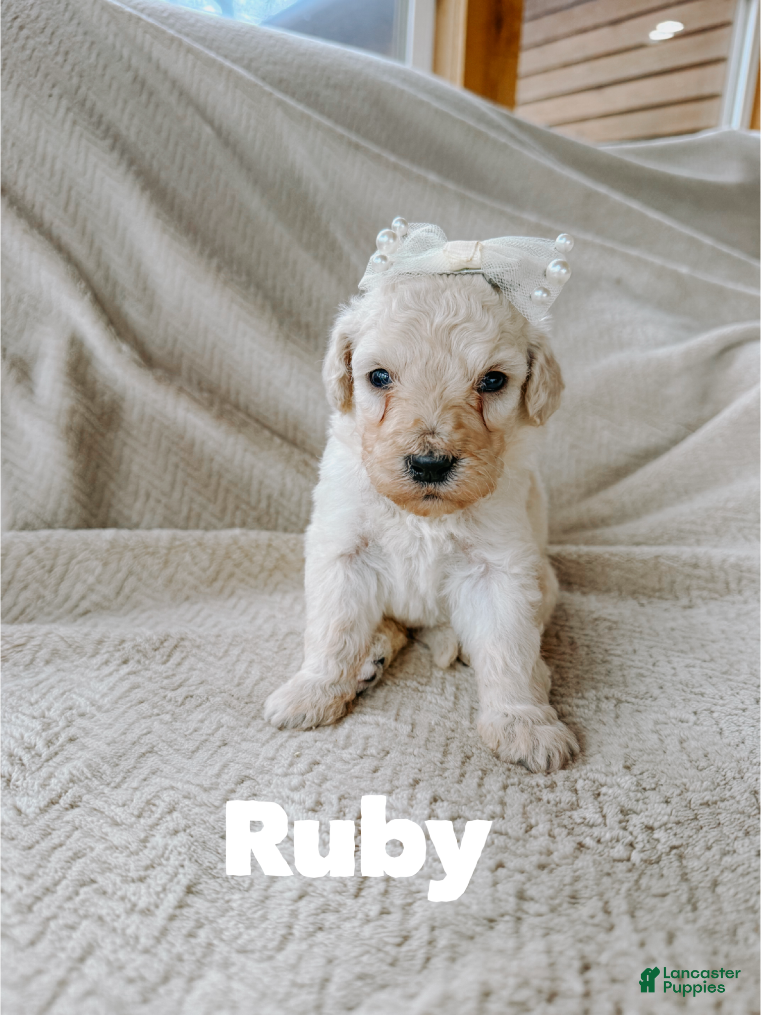 Goldendoodle dogs Ruby - Ad 42