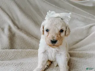 Goldendoodle dogs Ruby - Ad 42