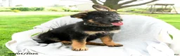 German Shepherd dogs for sale: Daria - Ad 1