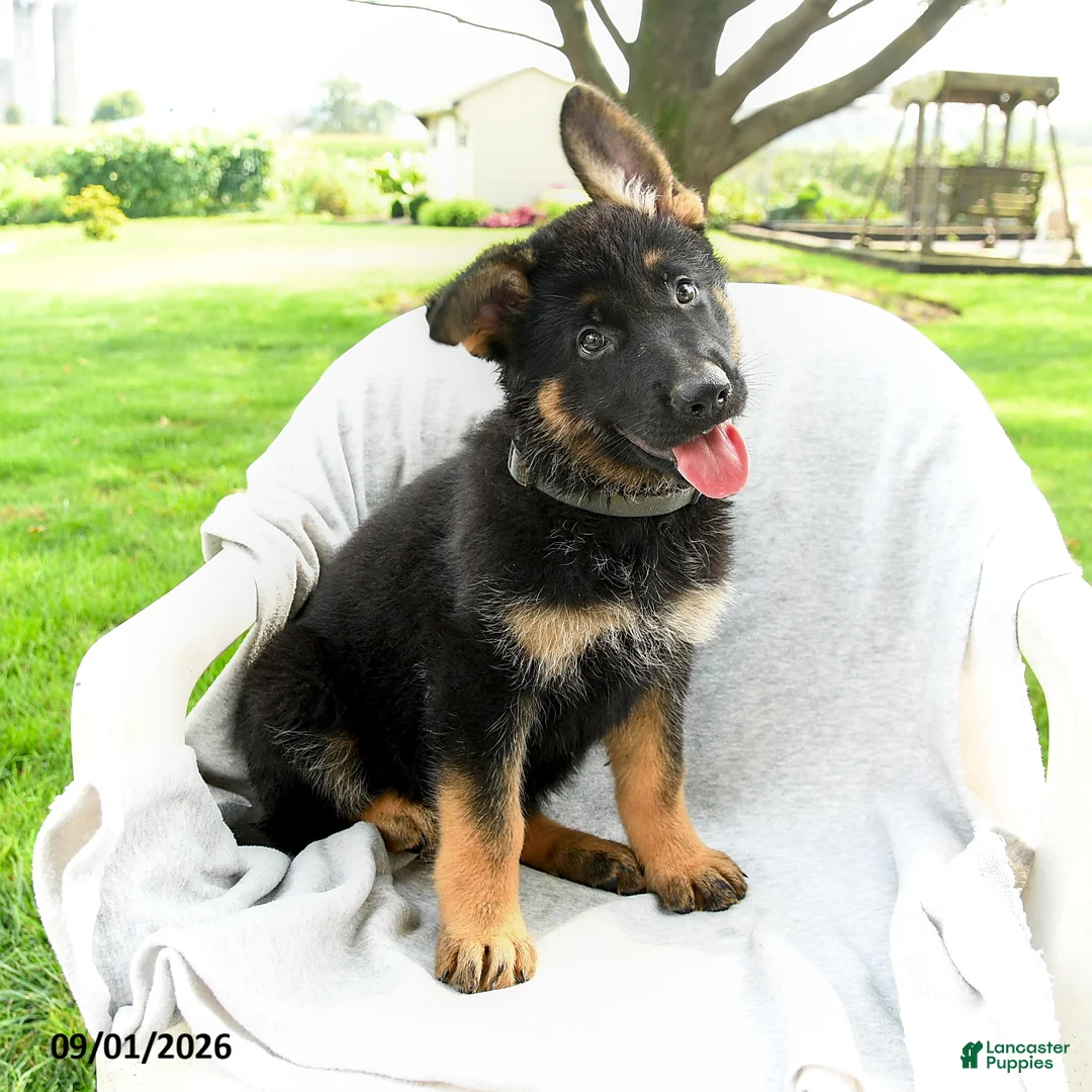 German Shepherd dogs for sale: Daria - Ad 1