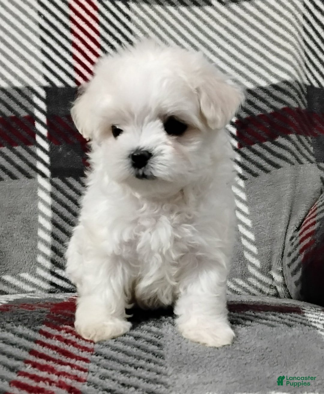 Maltese dogs for sale: Dana - Ad 1